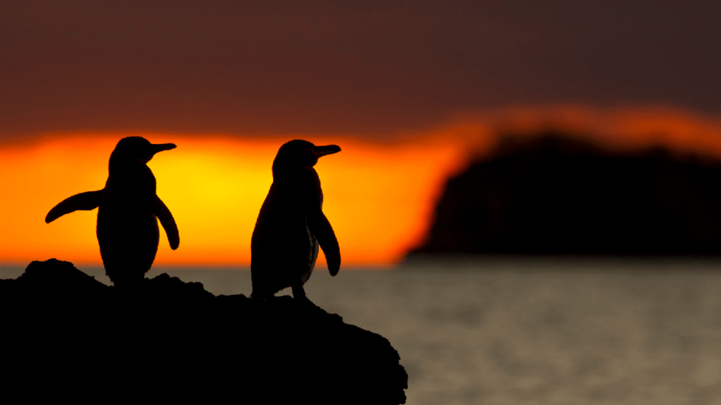 Sunset in the Galapagos