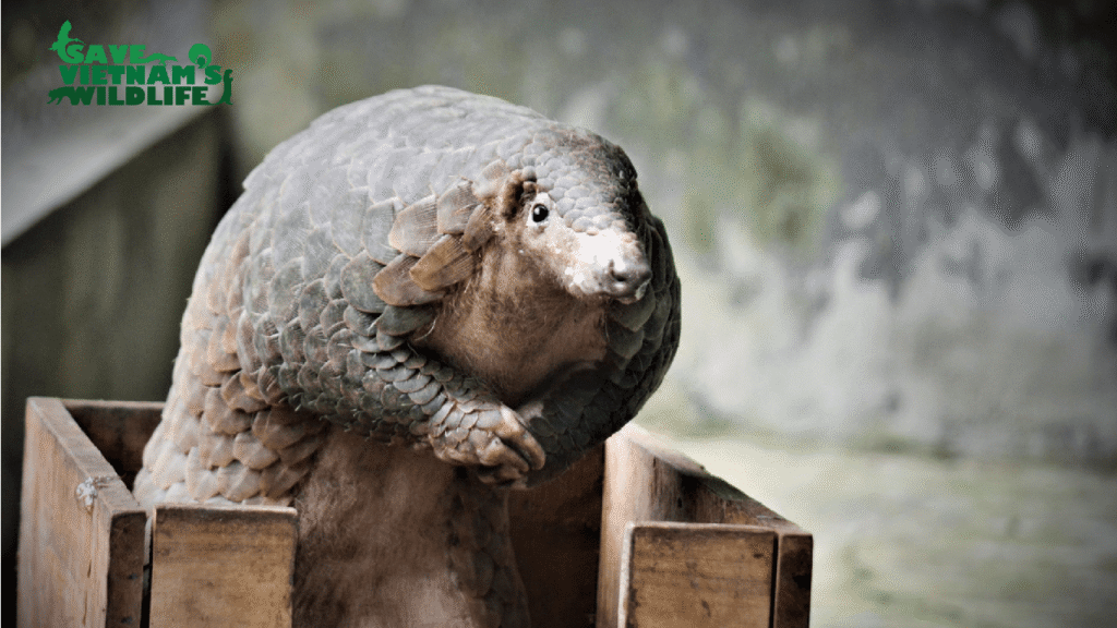 Sunny, one of the pangolins at the Save Vietnam Wildlife center