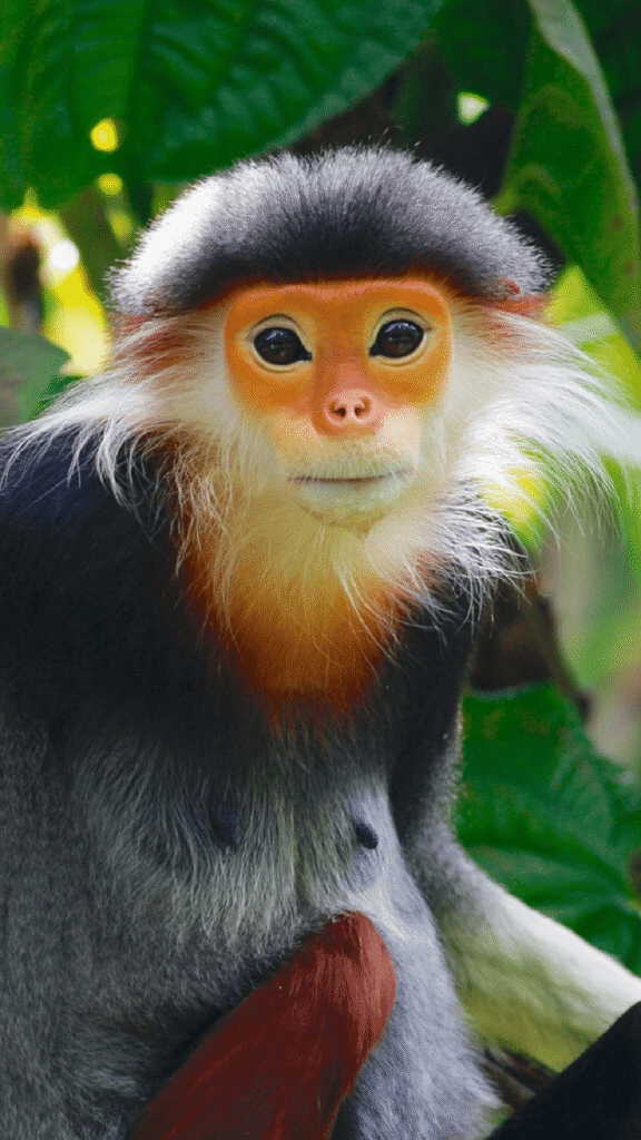 The endangered douc langur in the North of Vietnam