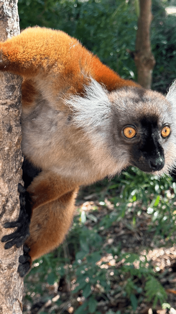 A curious lemur from Nosy Tanikely, Madagascar