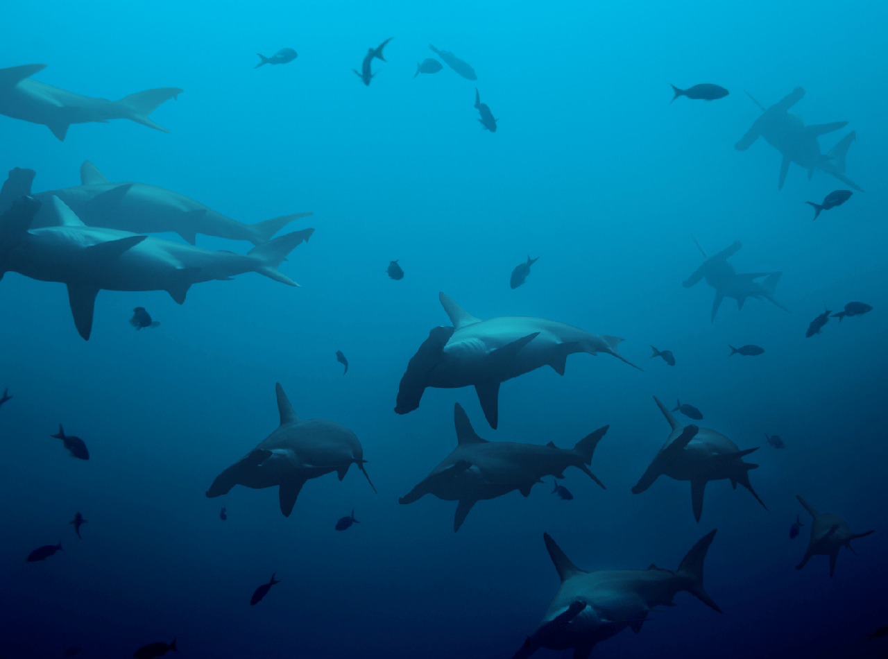 A school of hammerhead sharks in the Galapagos water