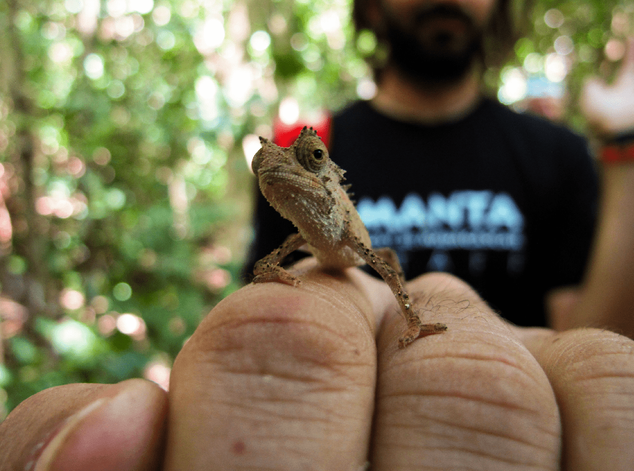 A chameleon in the Lokobe forest, Madagascar