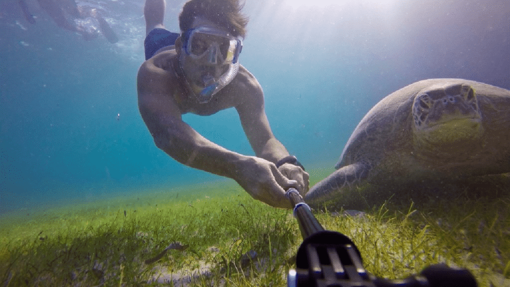 A friendly green sea turtle in Nosy Sakatia, Madagascar